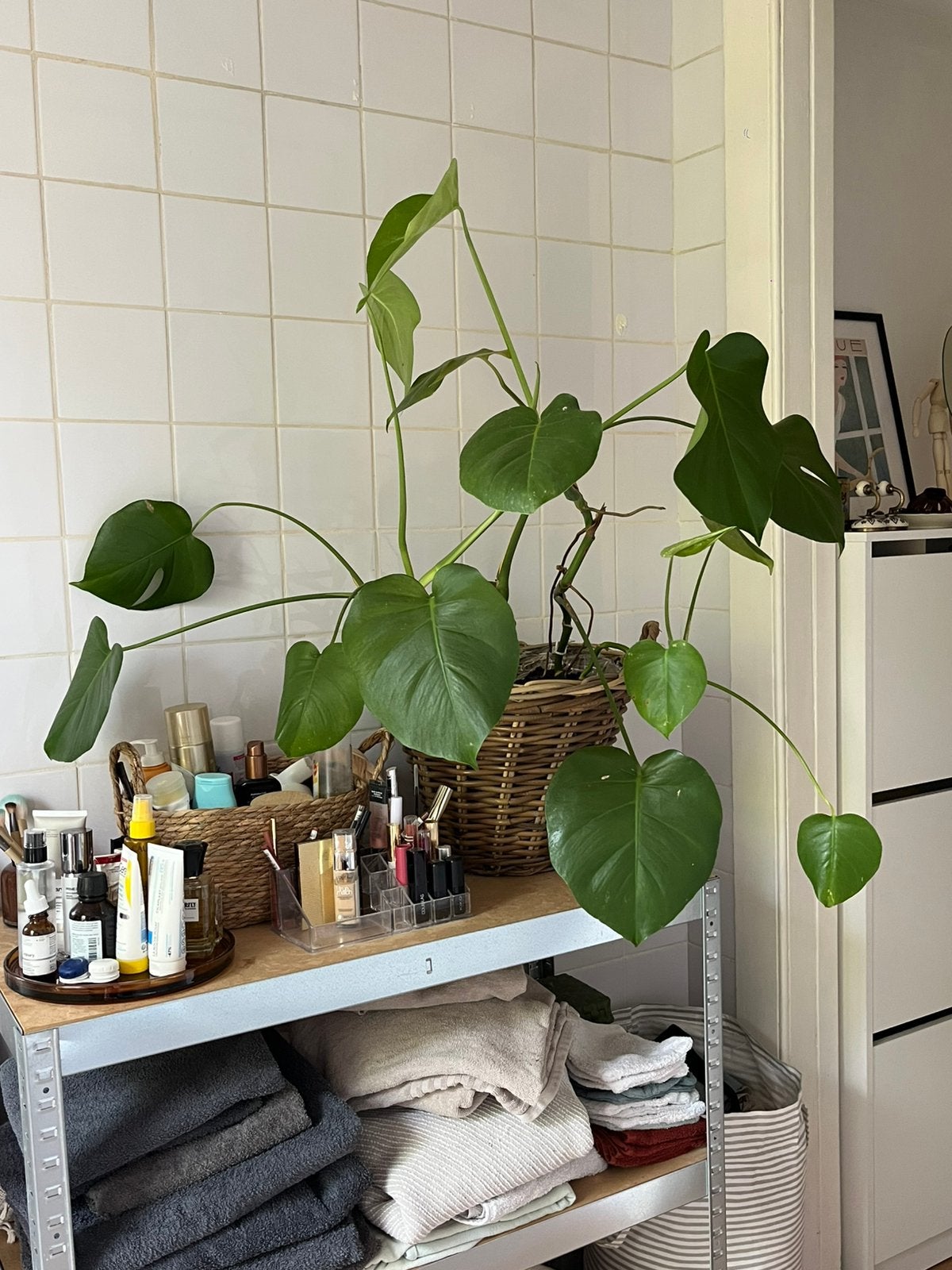 Monstera deliciosa met mand!, Huis en Inrichting, Kamerplanten, Ophalen
