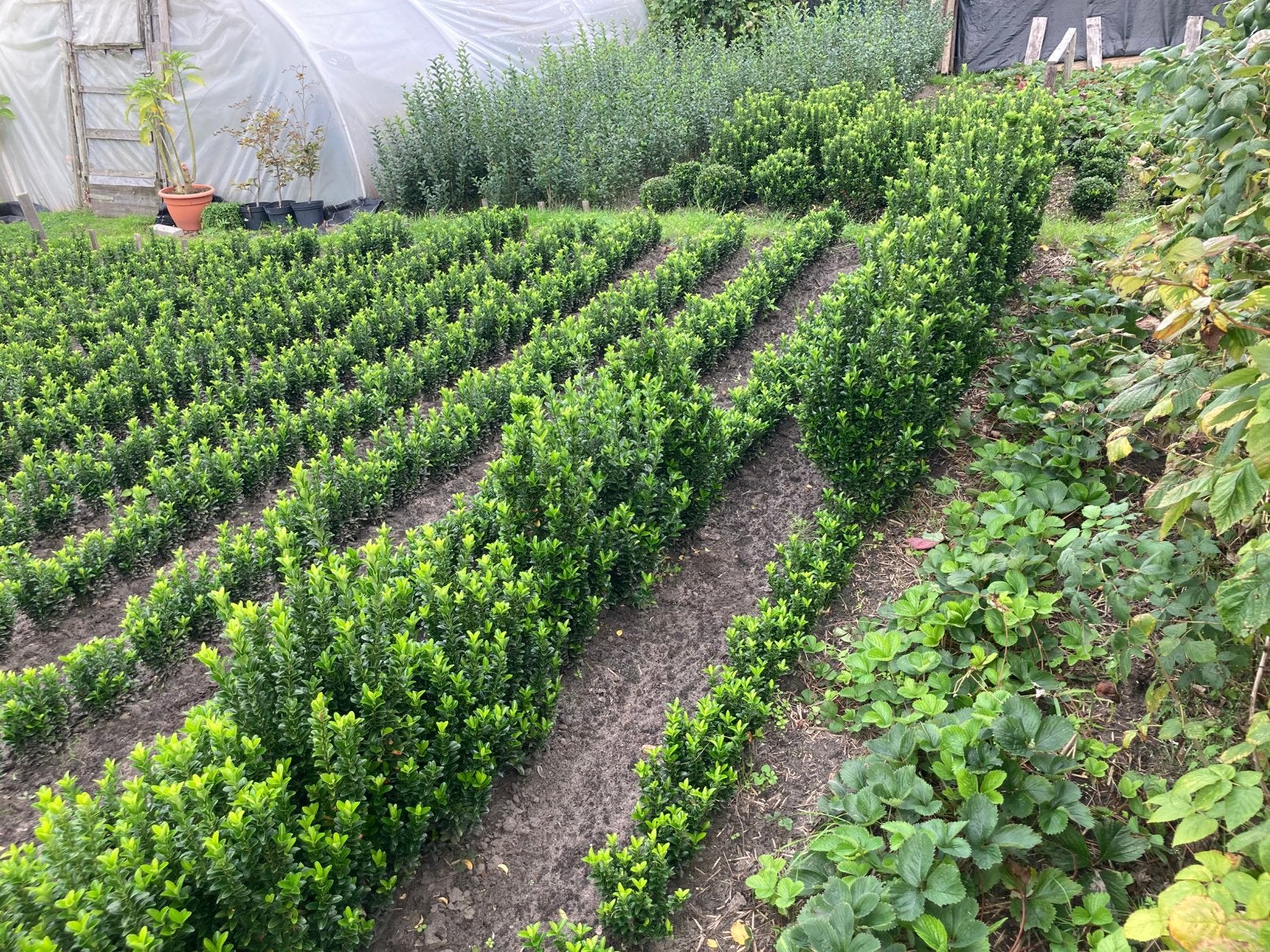 Euonymus green spire ( buxus-vervanger ), Jardin & Terrasse, Enlèvement