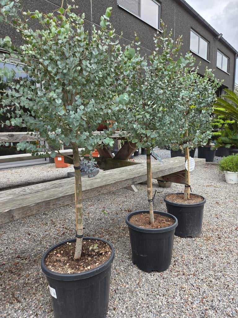 Eucalyptus Gunni, Tuin en Terras, Planten | Bomen, Ophalen