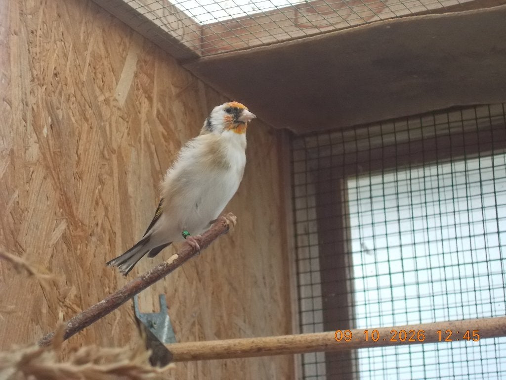 distelvink majoor