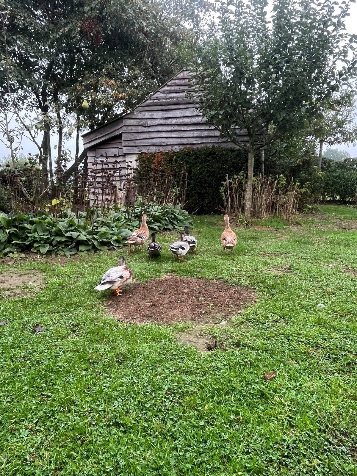 Eenden te koop, Dieren en Toebehoren, Eend