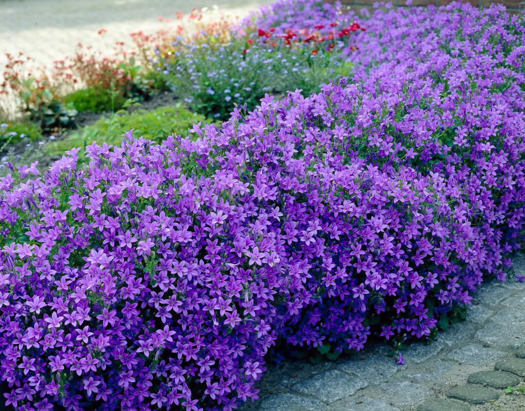 Campanulla portenschlagiana of klokjesbloem, Tuin en Terras, Planten | Tuinplanten, Ophalen, Zomer, Vaste plant, Volle zon