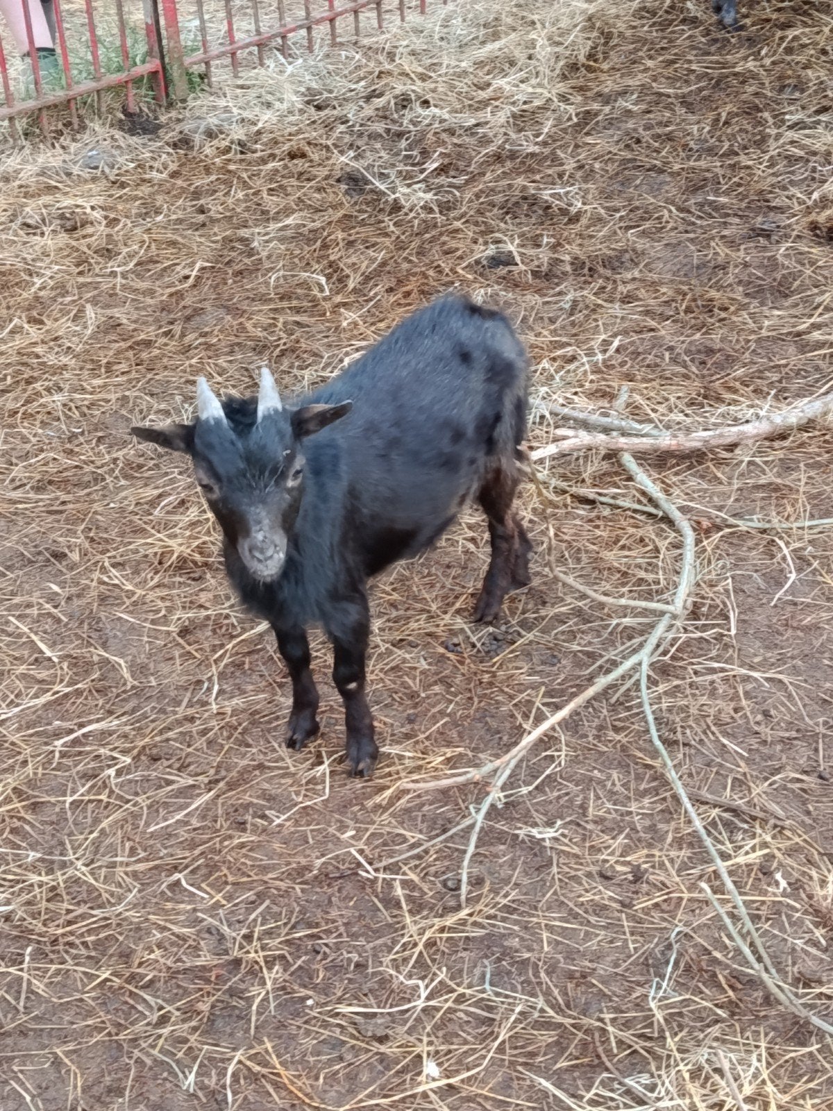 Gecastreerd dwerggeiten bokje, Dieren en Toebehoren, Schapen, Geiten en Varkens, Mannelijk, Geit, 0 tot 2 jaar