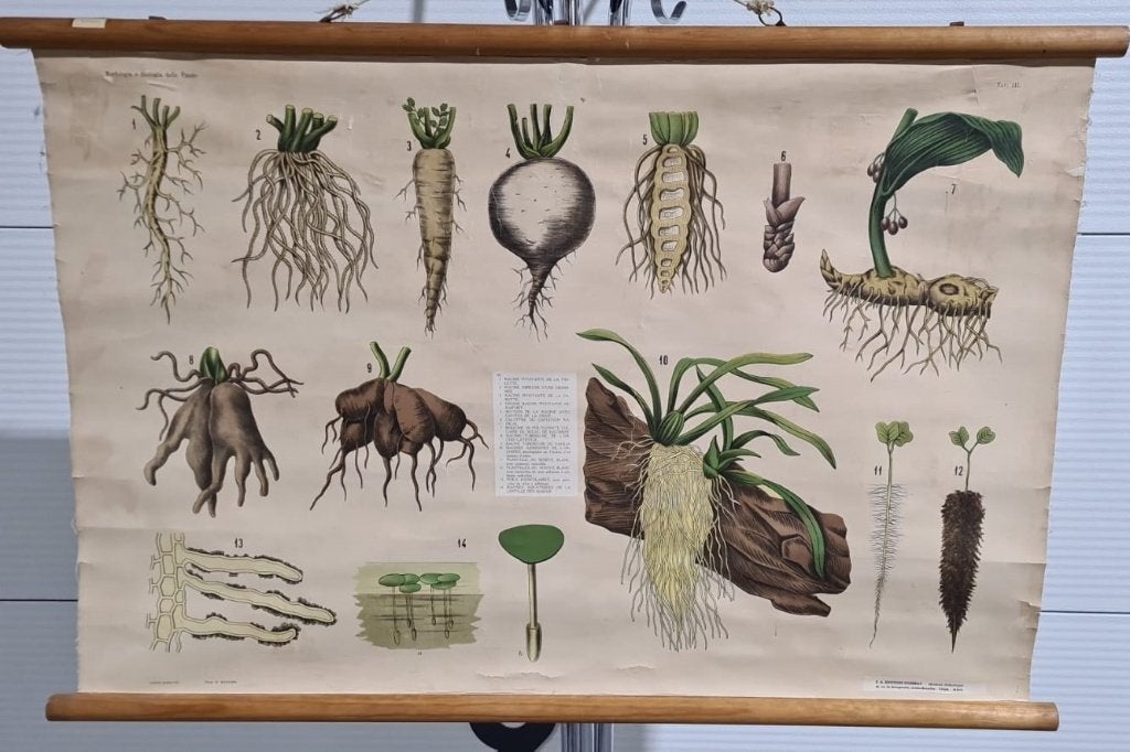 schoolkaart op linnen: plantmorfologie en -biologie, Ophalen of Verzenden, Natuur en Biologie