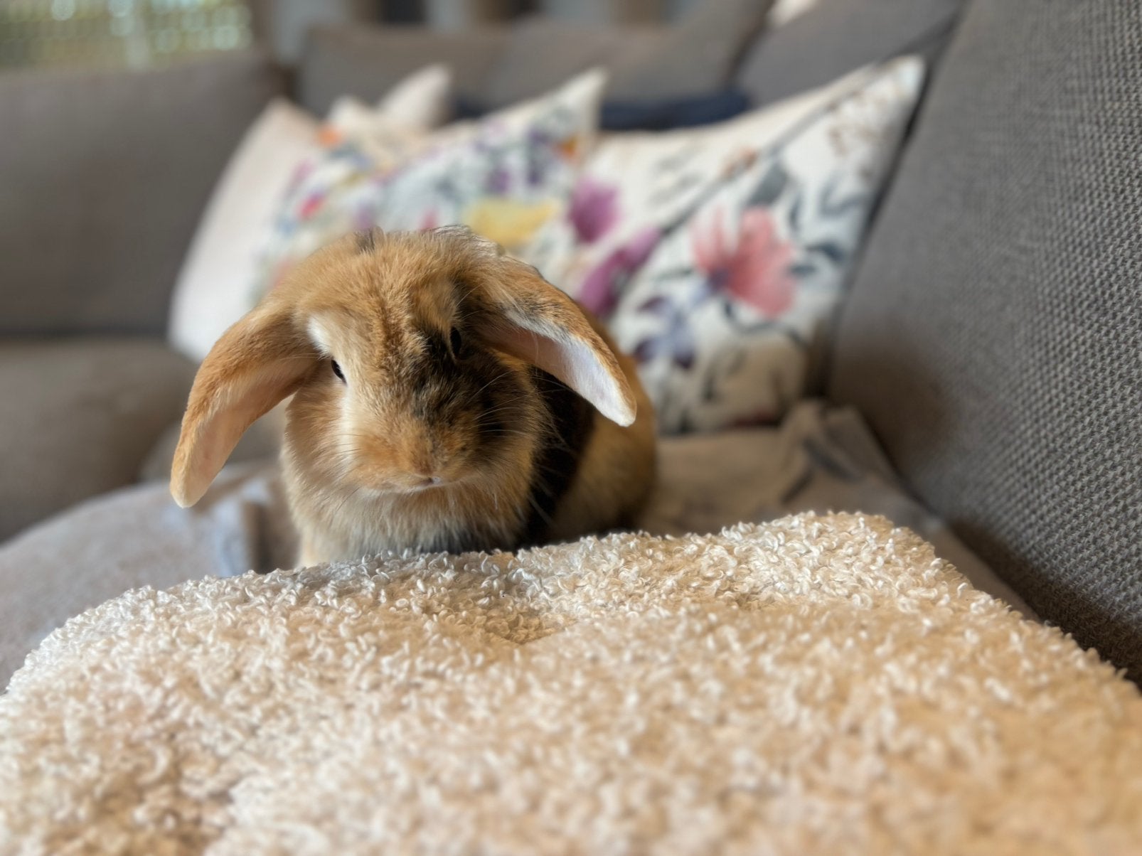 Konijn te koop, Animaux & Accessoires, Rongeurs, Mâle, Autres types, Août