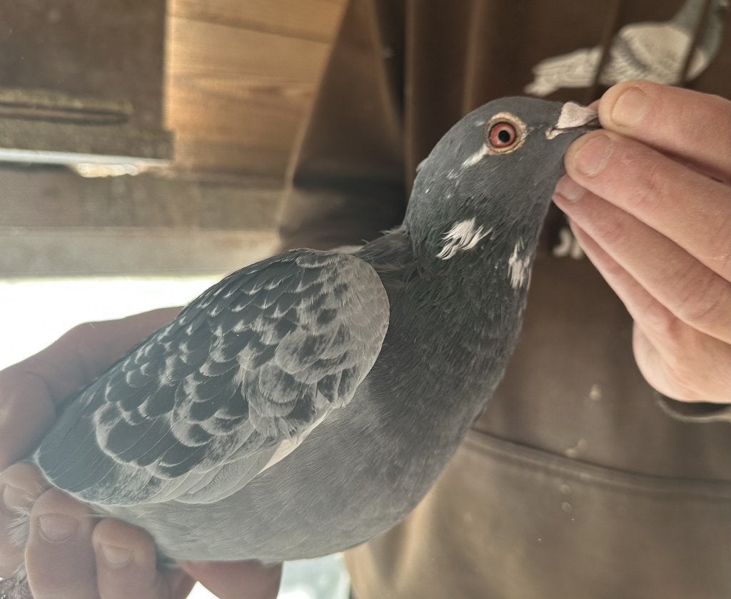 Bewezen kweekduiven, Mâle, Pigeon voyageur
