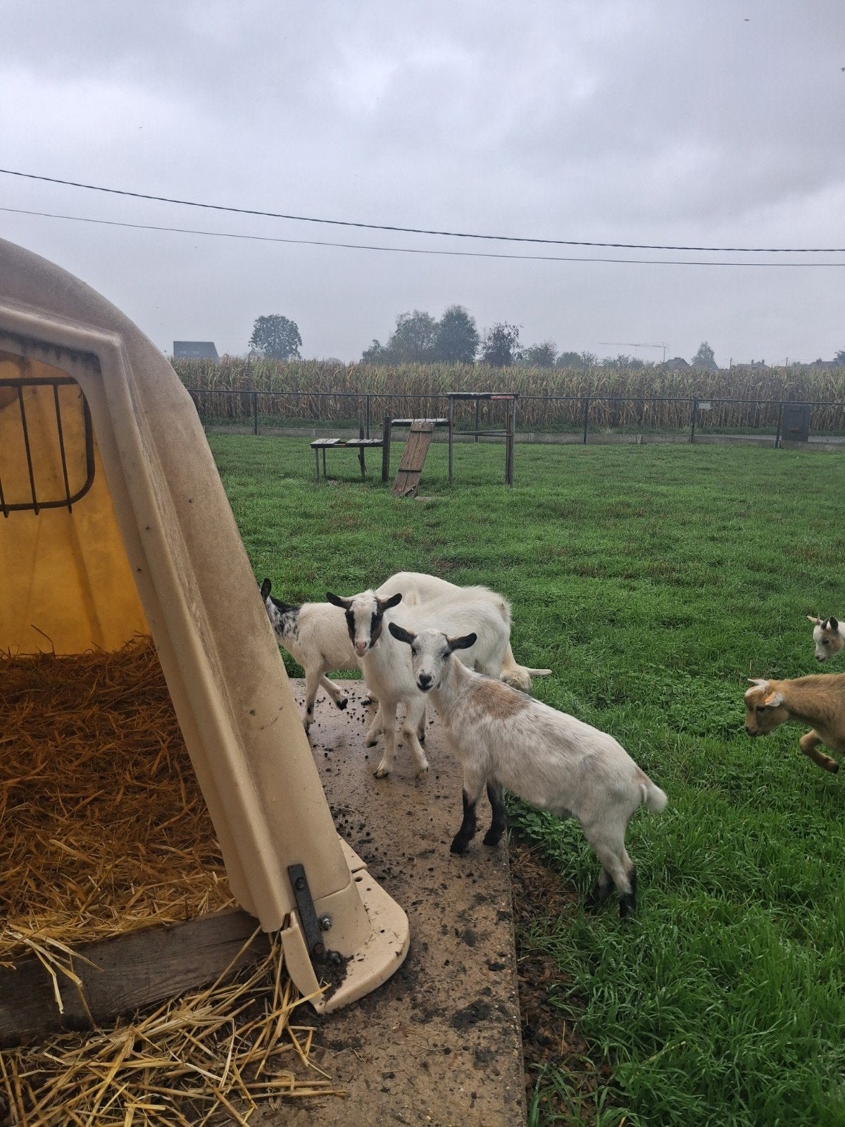 leuk jonge gecastreerde bokjes, Mâle, Chèvre, 0 à 2 ans