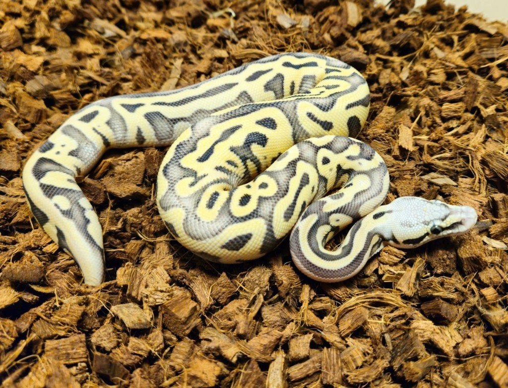 Diverse Desert Ghost Morphs CRAZY PRICES - 150 EURO PER STUK, Dieren en Toebehoren, Slang, 0 tot 2 jaar