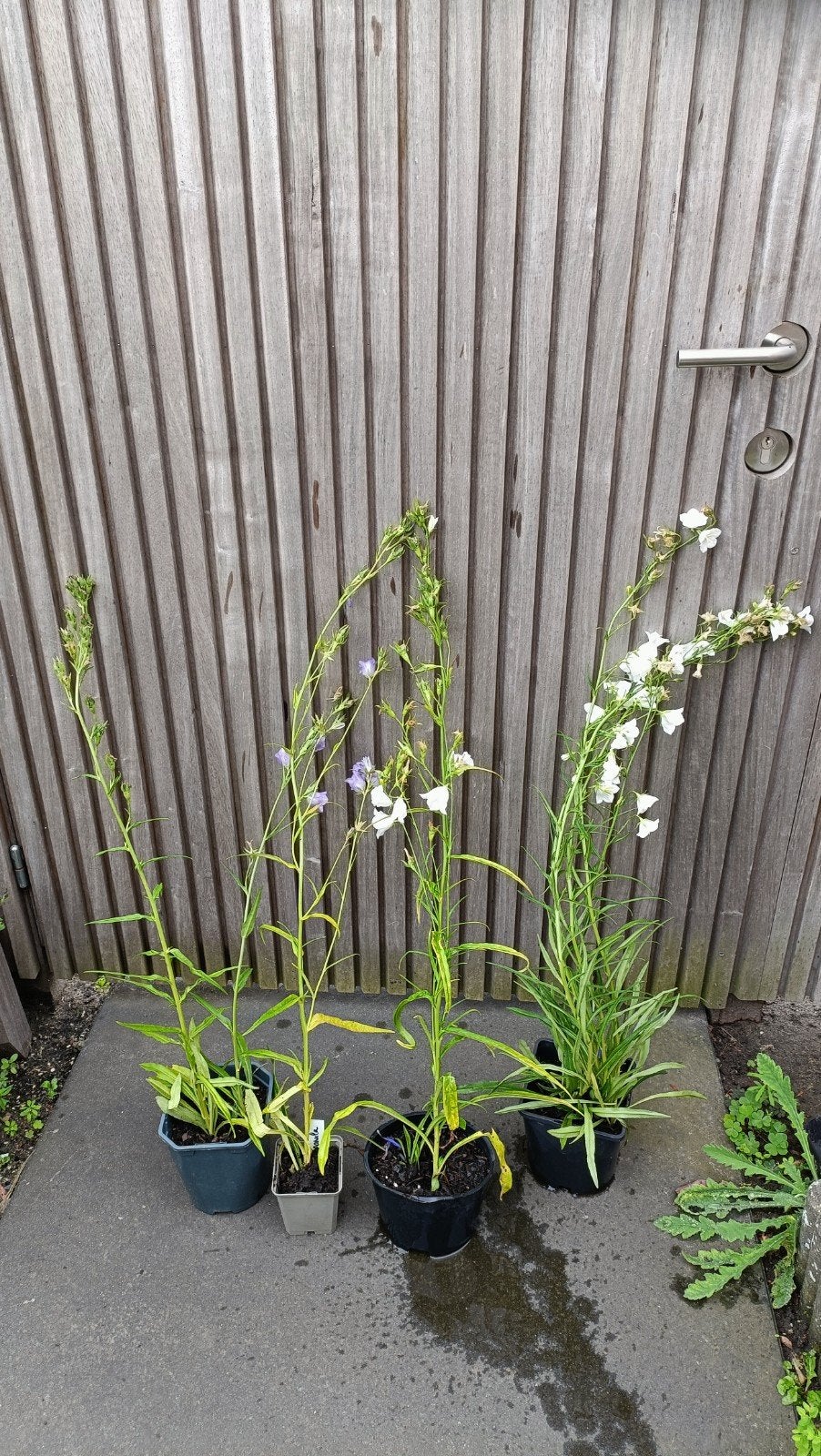 Bloeiende campanula's vanaf 1 euro, Tuin en Terras, Planten | Tuinplanten, Ophalen