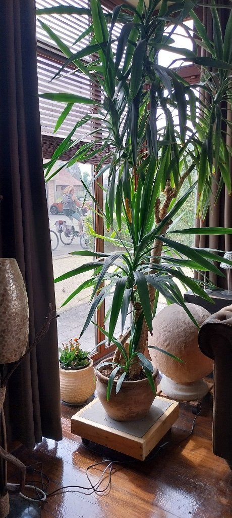 Yucca kamerplant 2m70, Ophalen, 200 cm of meer, In pot, Yucca