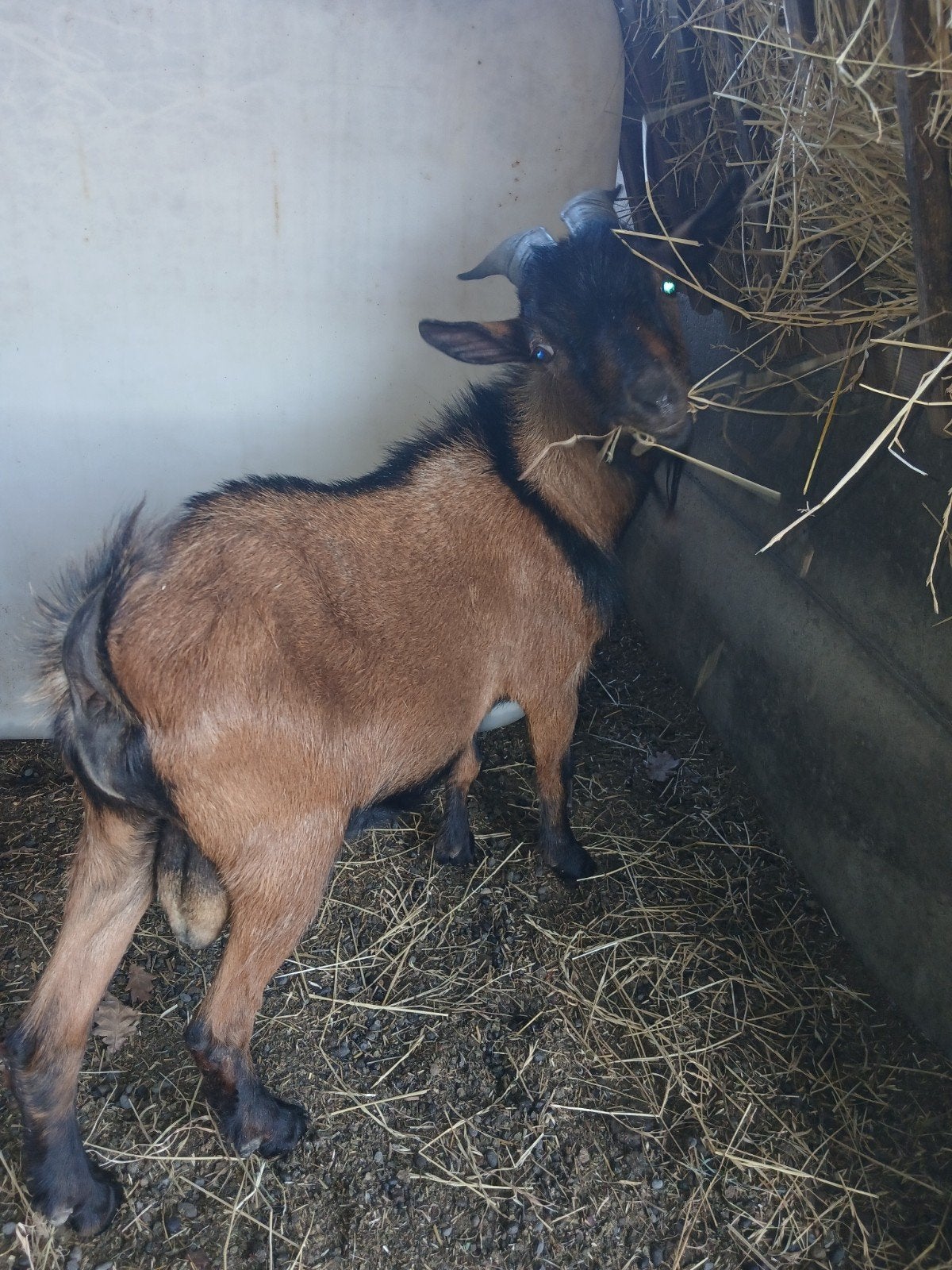 dekbokje te koop, Dieren en Toebehoren, Schapen, Geiten en Varkens
