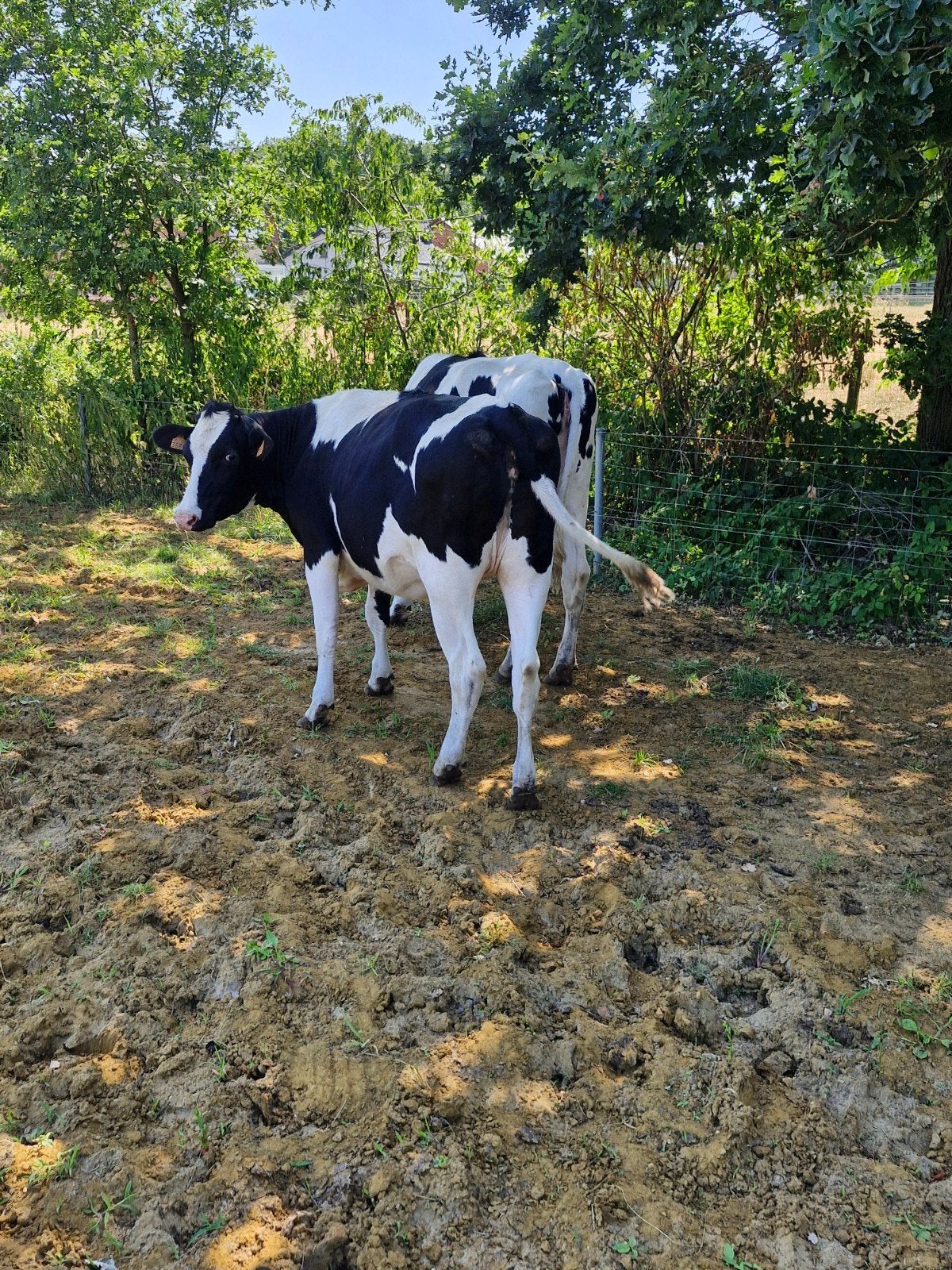 holsteinvaarzen, Animaux & Accessoires, Bovins, Femelle, 0 à 2 ans