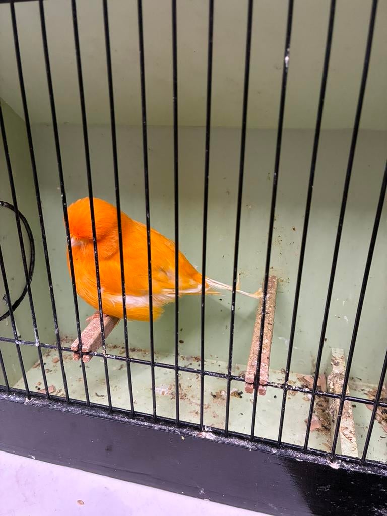 Norwich man, Dieren en Toebehoren, Mannelijk, Postuurkanarie