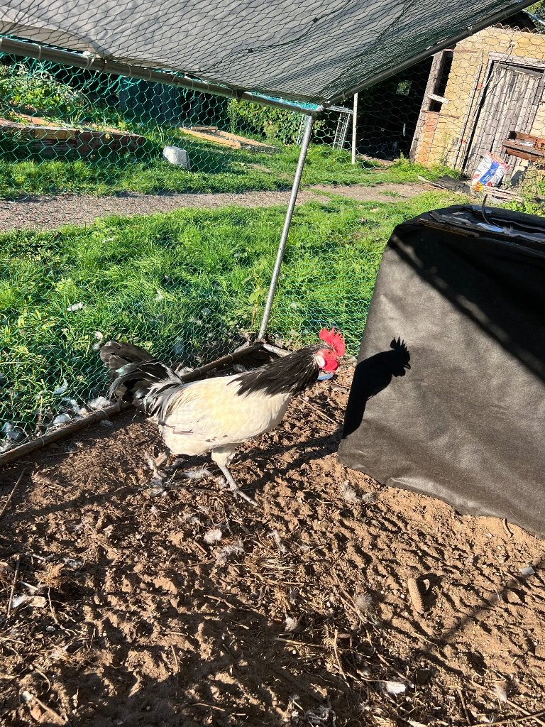 Mooie haan, 1 jaar oud, Dieren en Toebehoren, Ophalen