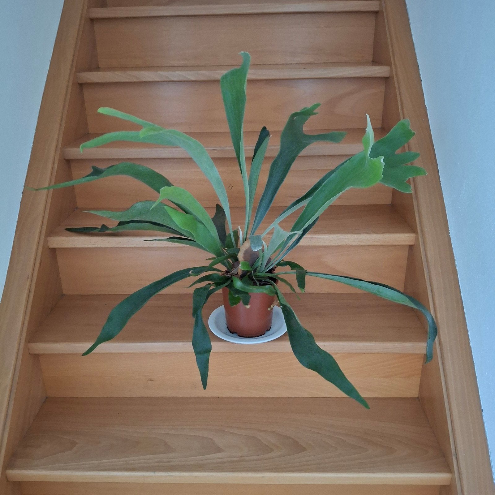 Fougère Staghorn, Enlèvement