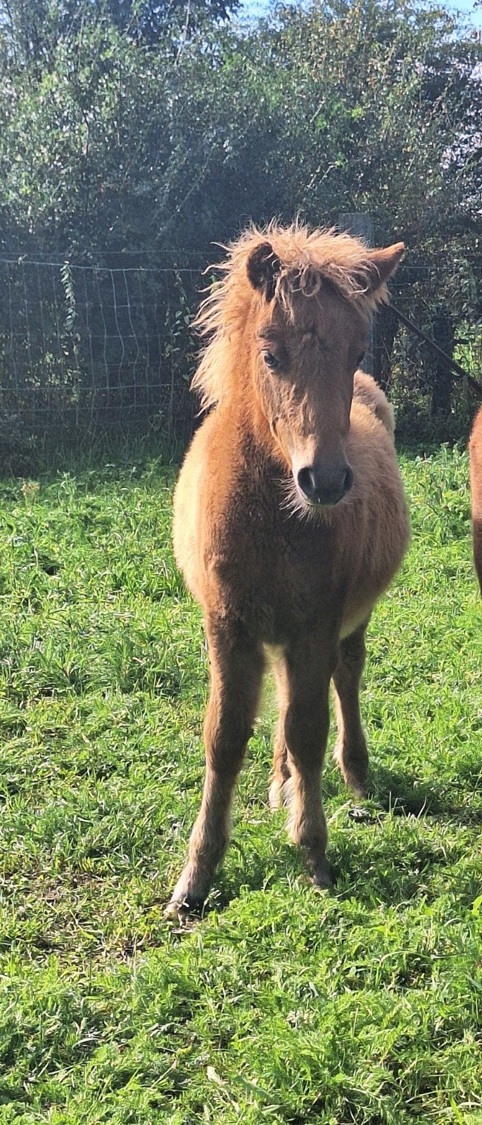 pouliche 6mois, Animaux & Accessoires