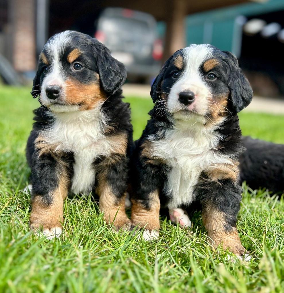 Leuke berner sennen pups, Dieren en Toebehoren, Honden | Bulldogs, Pinschers en Molossers, Parvo, België, Meerdere, Meerdere dieren
