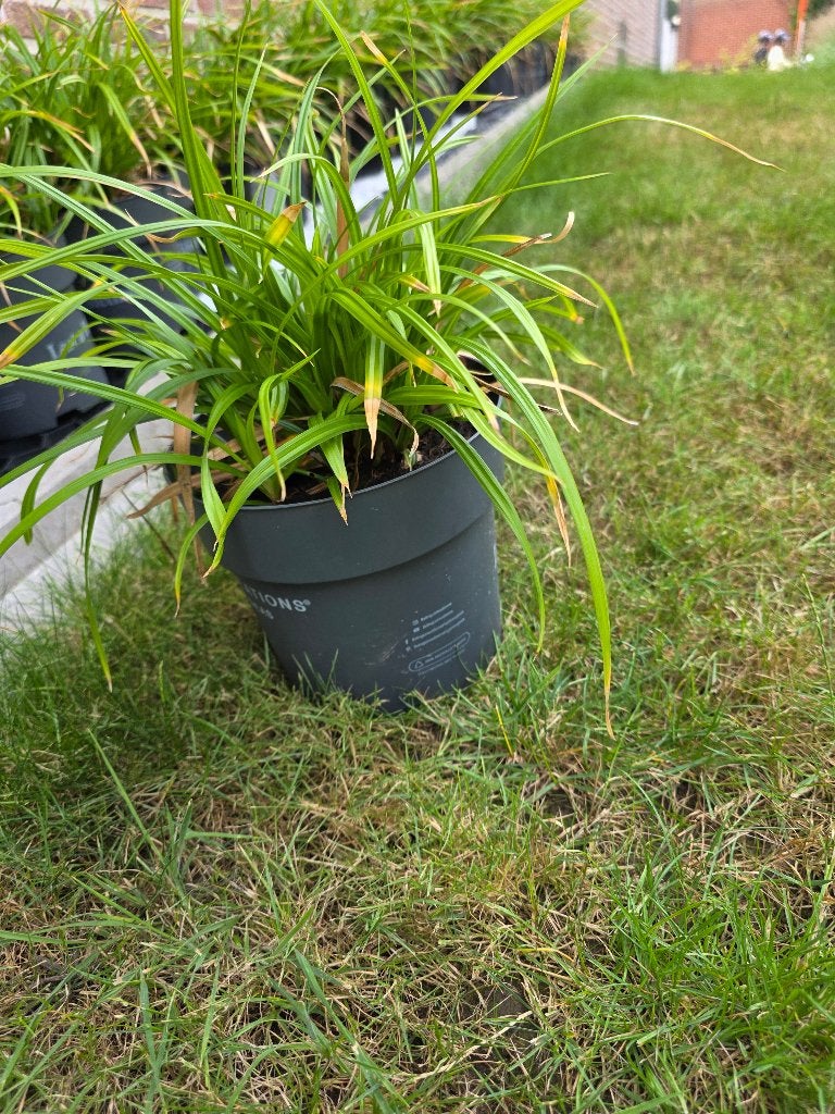 Zegge morrowii, Tuin en Terras, Planten | Tuinplanten, Ophalen, Tweejarig, Siergrassen
