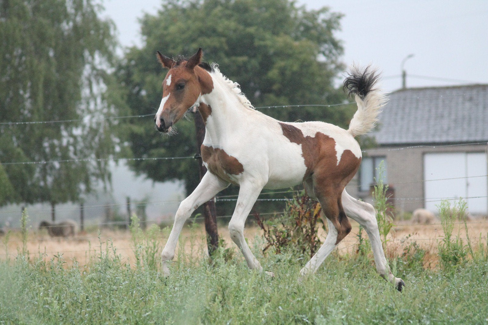 Merrieveulen UCS Vantage x Action-Breaker, Dieren en Toebehoren, Merrie, Springpaard, Met stamboom, Niet van toepassing