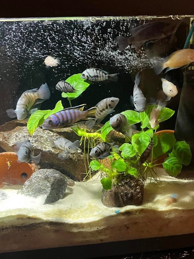 zebra cichliden te koop 5€ per stuk, Vis, Zoetwatervis, Schoolvis