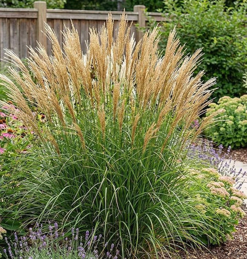 Calamagrostis Karl Foerster, Ophalen, Zomer, Vaste plant, Siergrassen