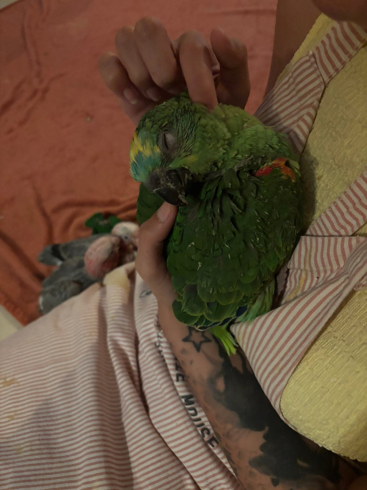 Handtamme blauwvoorhoofdamazone