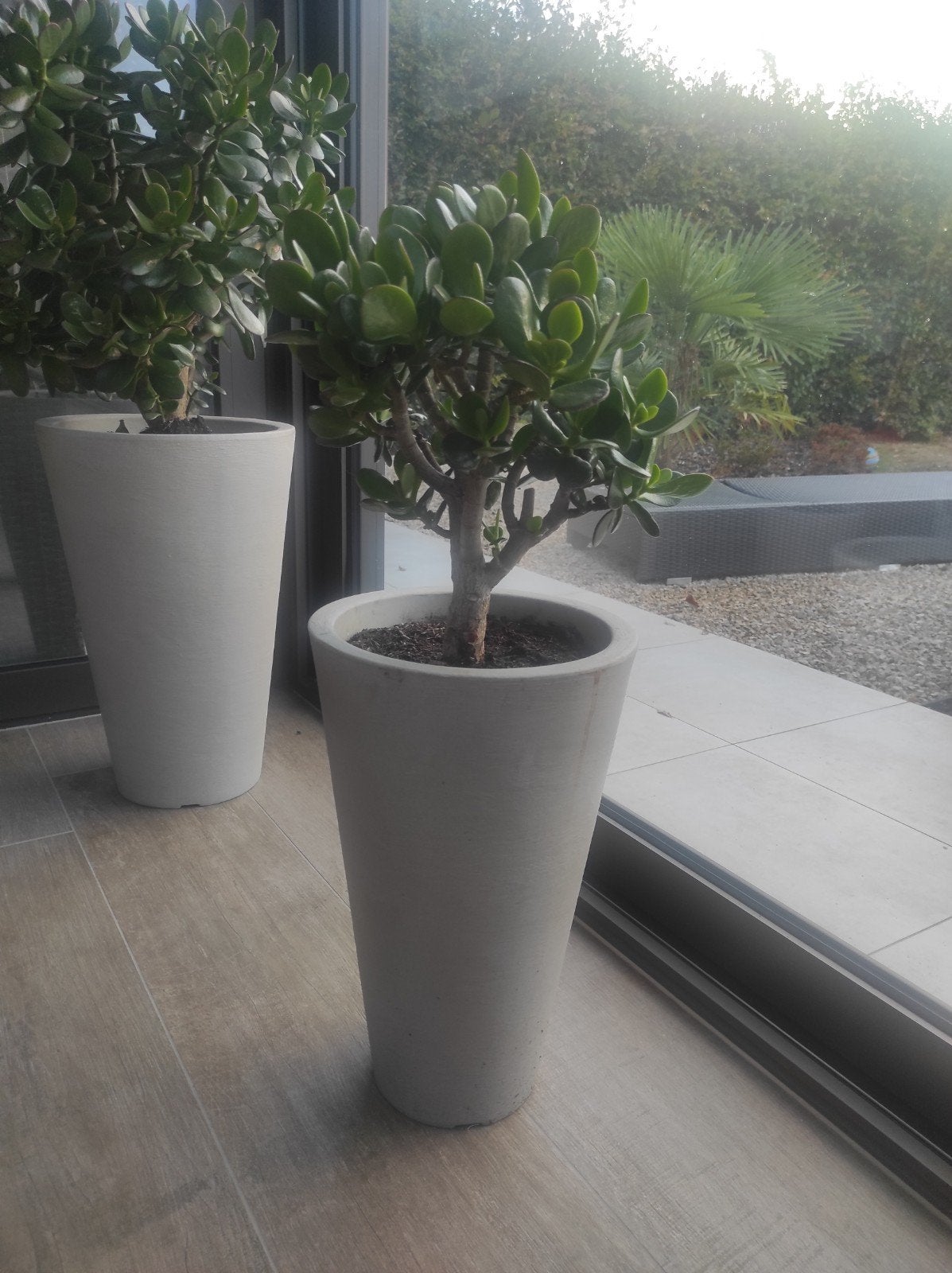 ovata crassula in pot, Tuin en Terras, Ophalen