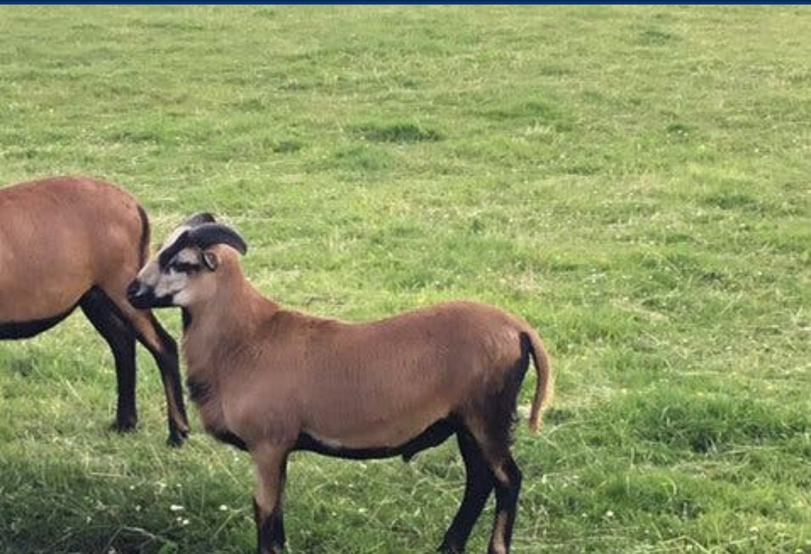 Kameroen ram, Dieren en Toebehoren