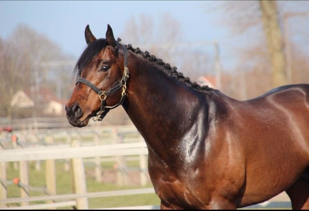 Goedgekeurde dekhengst, Hengst, 165 tot 170 cm, Met stamboom