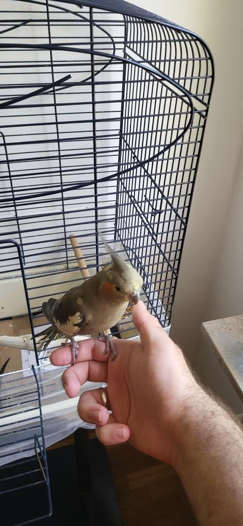Vogelkooi met standaard te koop en vogels (valkparkieten), Dieren en Toebehoren, Ophalen, Zo goed als nieuw, Metaal, Vogelkooi