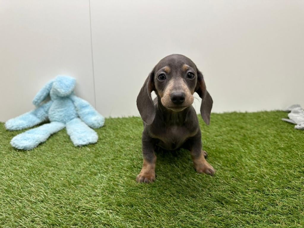 Dwergteckel pups - gladharig, Dieren en Toebehoren, Honden | Teckels en Dashonden, België, 8 tot 15 weken, Korthaar, Dwerg