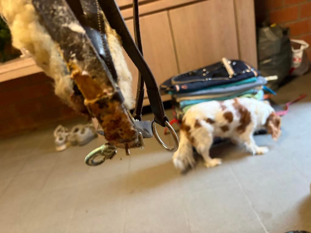 Paardengrief, Dieren en Toebehoren, Ophalen of Verzenden, Gebruikt