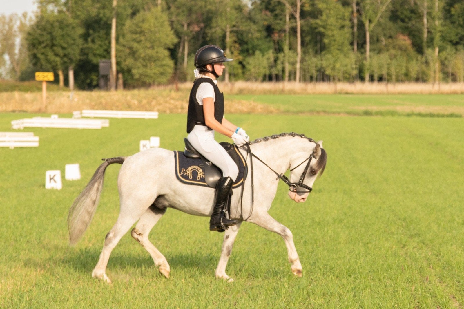 Knappe B-sportpony, Animaux & Accessoires, Poney B (1.17 m à 1.27 m), Avec puce électronique, Hongre, 3 à 6 ans