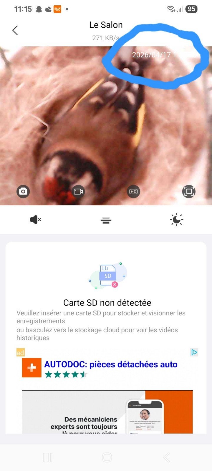 chardonneret parva femelle 100% de beld