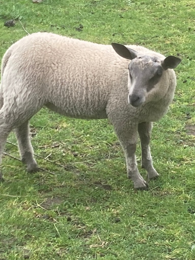 4 st bleu du maine schapen lammeren, Dieren en Toebehoren, Meerdere dieren, Schaap, 0 tot 2 jaar