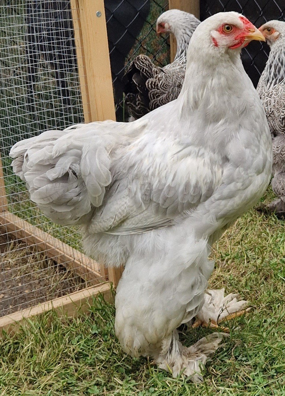 Brahma Isabel Haan, Dieren en Toebehoren, Pluimvee