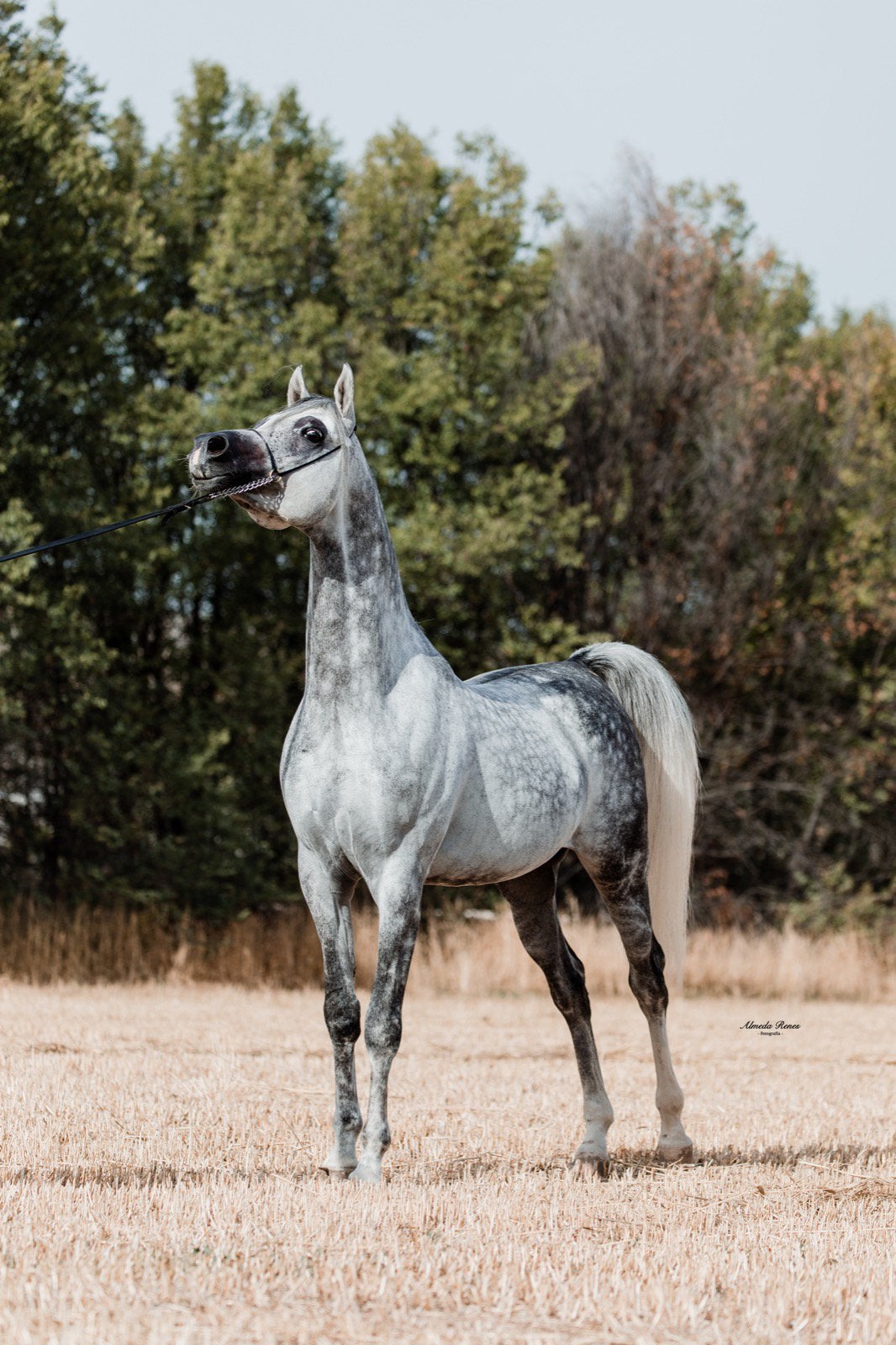 Arabische show en dek hengst, Animaux & Accessoires, Chevaux, Avec pedigree, 160 à 165 cm, Cheval de récréation, 7 à 10 ans
