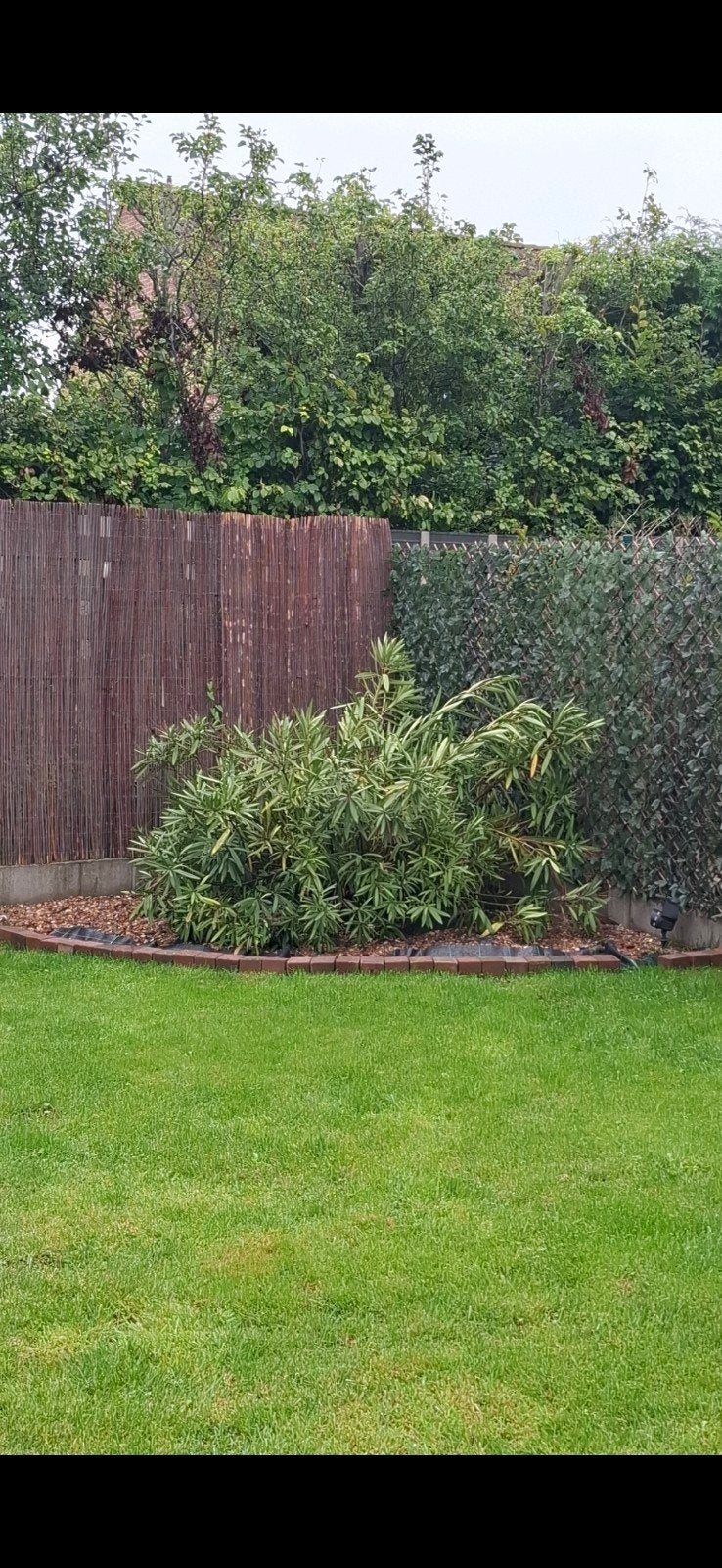 grootte oleander, Tuin en Terras, Ophalen