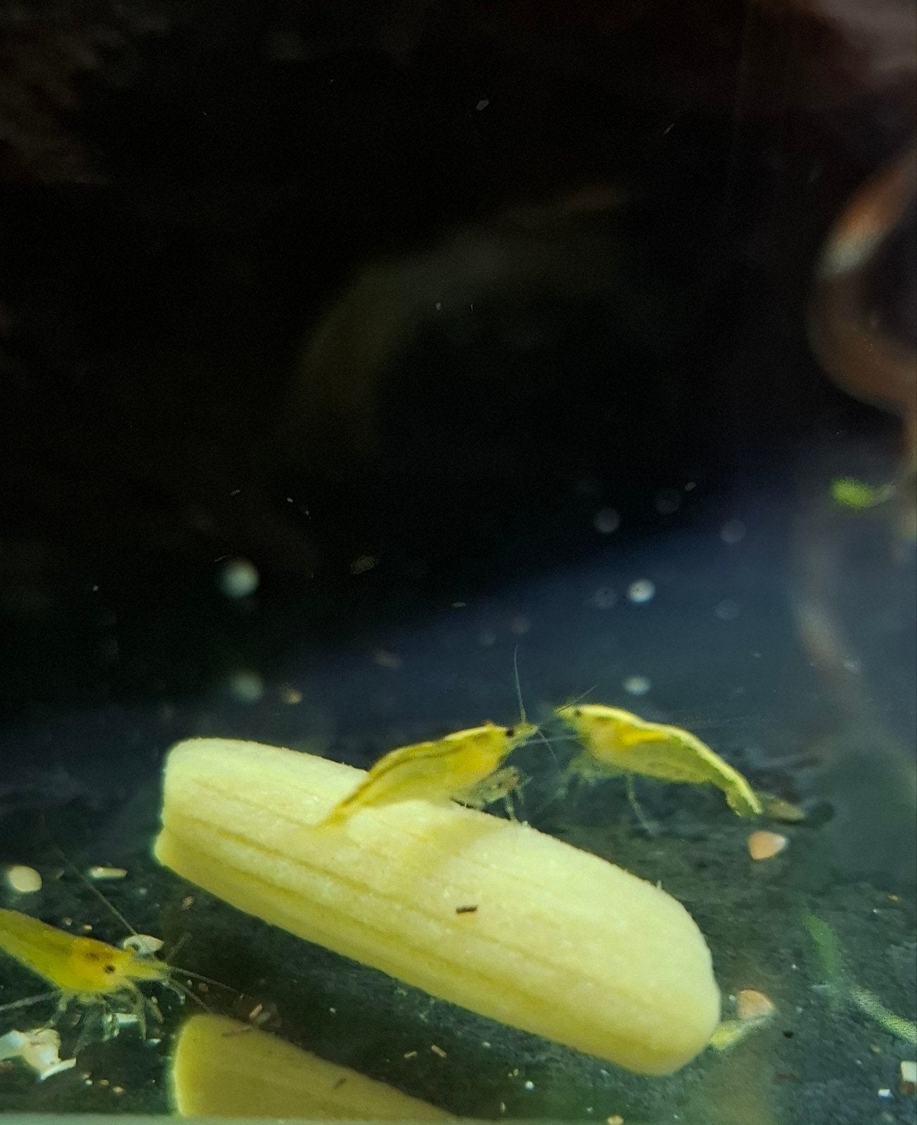 Gele neocaridina garnalen | Yellow fire, Kreeft, Krab of Garnaal, Zoetwatervis