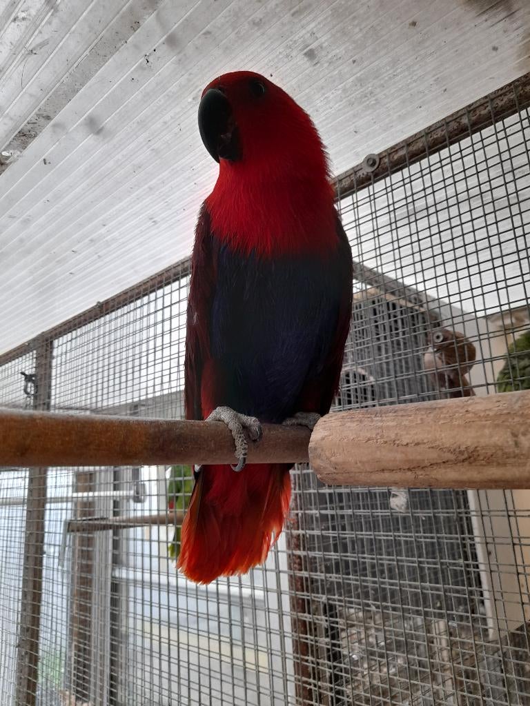 Koppel edelpapegaai, Dieren en Toebehoren, Geringd