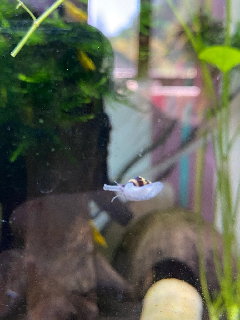 Helena slakken, Dieren en Toebehoren, Vissen | Aquariumvissen, Slak of Weekdier, Zoetwatervis