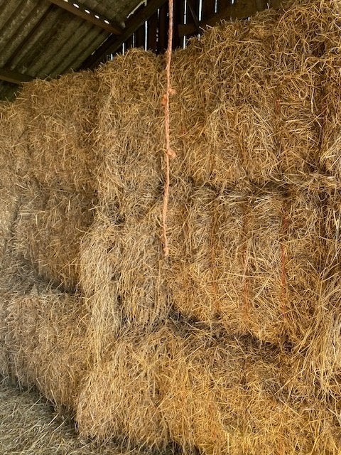 paarden, Dieren en Toebehoren, Paarden