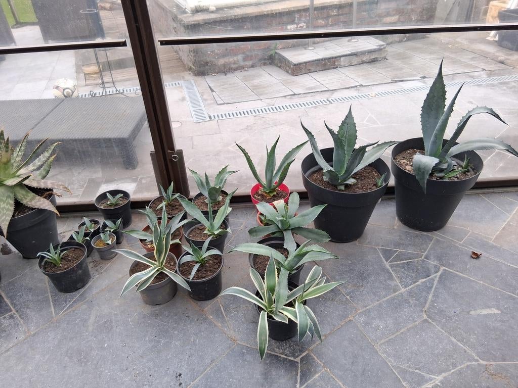 Agave Américain, Enlèvement, Été