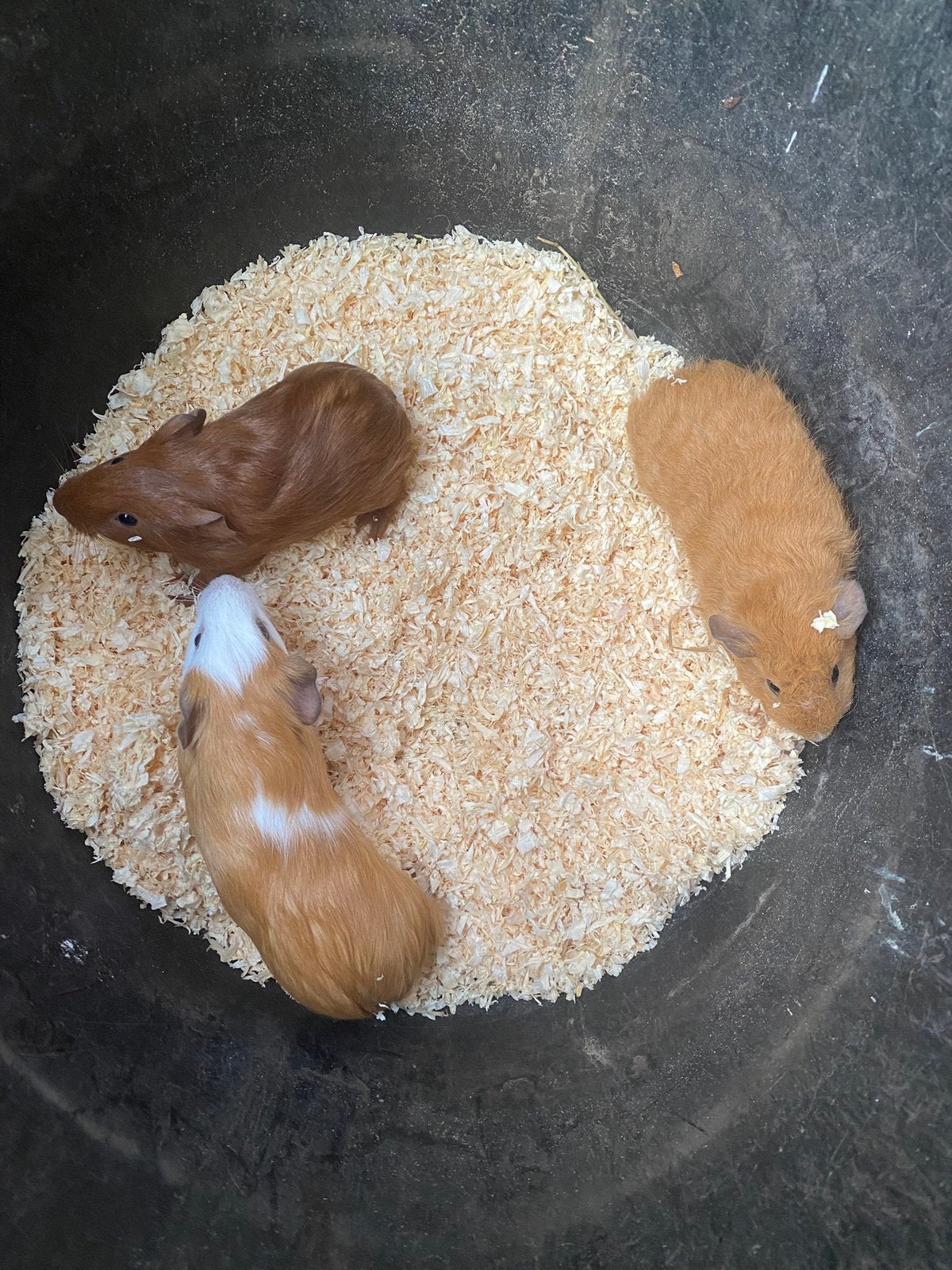 Cavias, Dieren en Toebehoren, September, Cavia