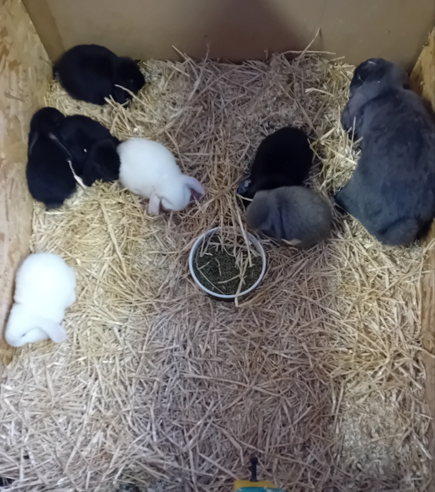 Franse hangoren, Dieren en Toebehoren, Meerdere dieren, Groot, Hangoor, 0 tot 2 jaar