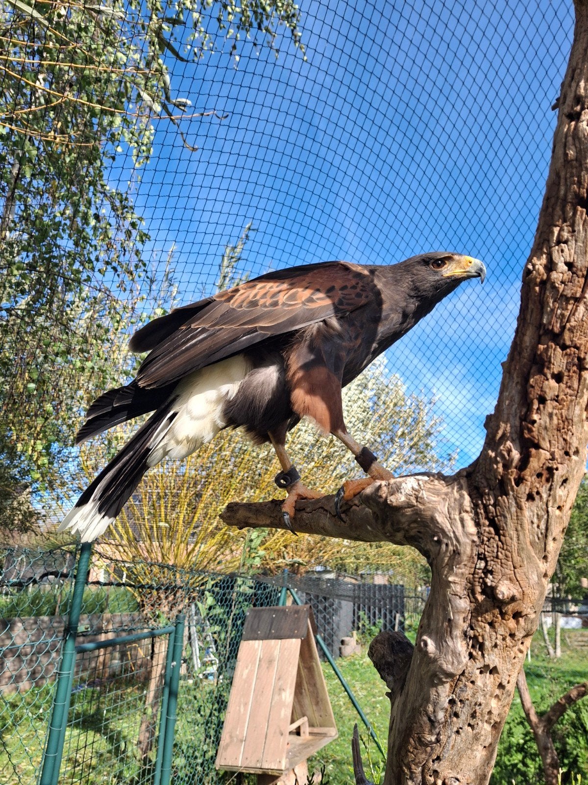 Amerikaanse woestijn buizerd, Dieren en Toebehoren, Tam