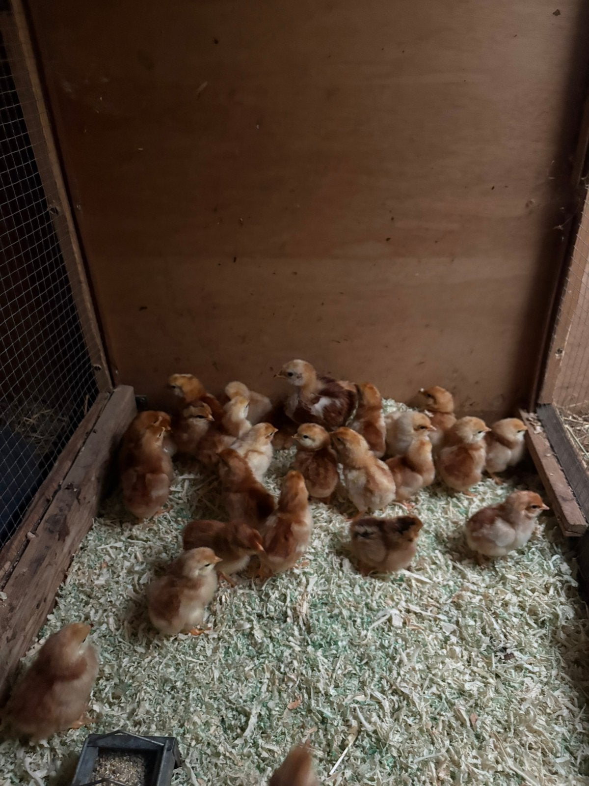 Jonge kuikens te koop, Dieren en Toebehoren