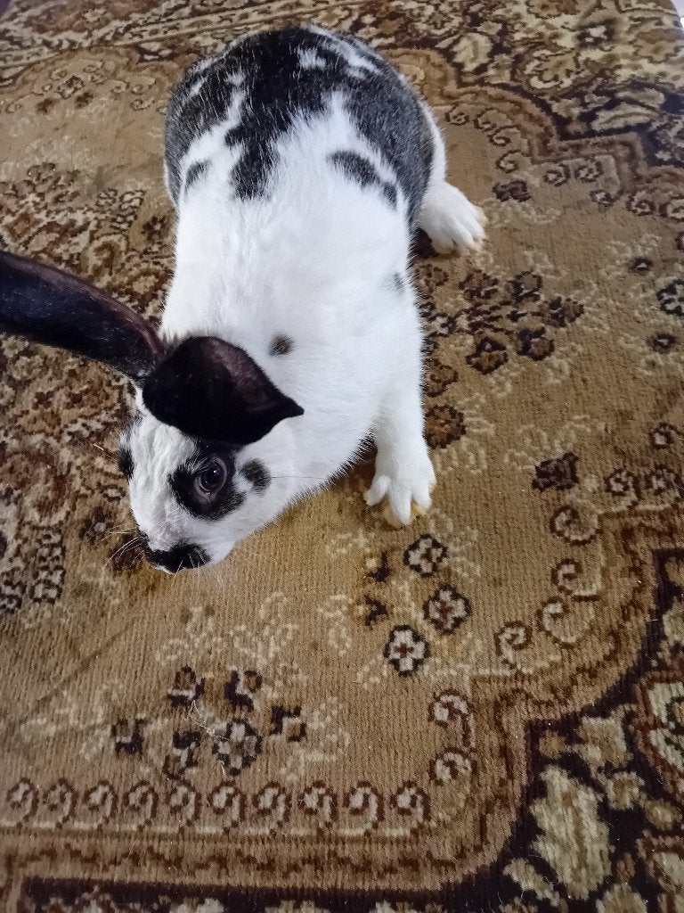 BÉLIERS MÛRS OU LAPINS À VIANDE, Animaux & Accessoires, Mâle, Taille moyenne, 0 à 2 ans