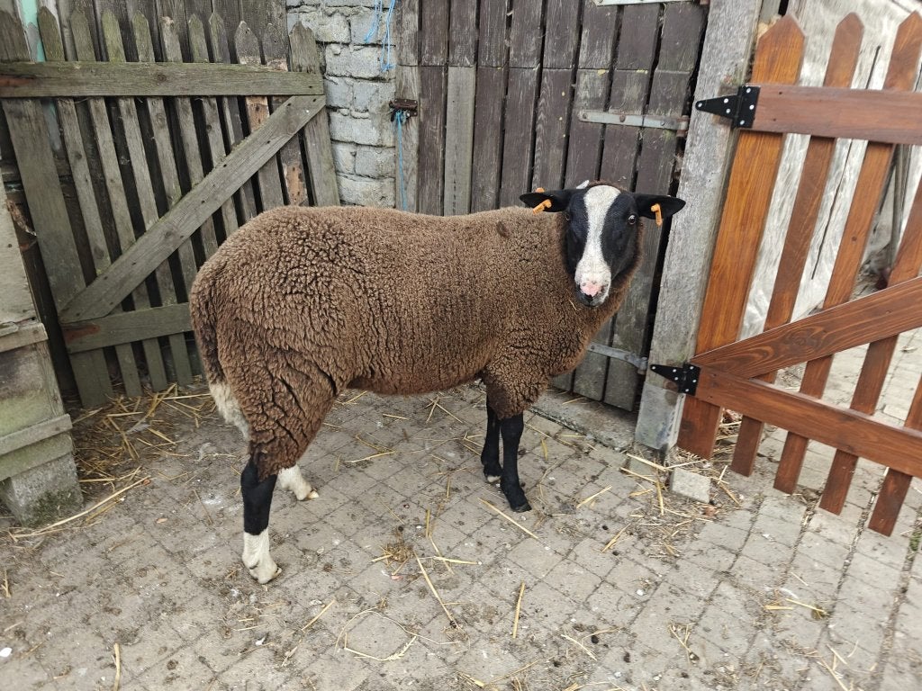 zwartbles ram-lammers, Mannelijk, Schaap, 0 tot 2 jaar
