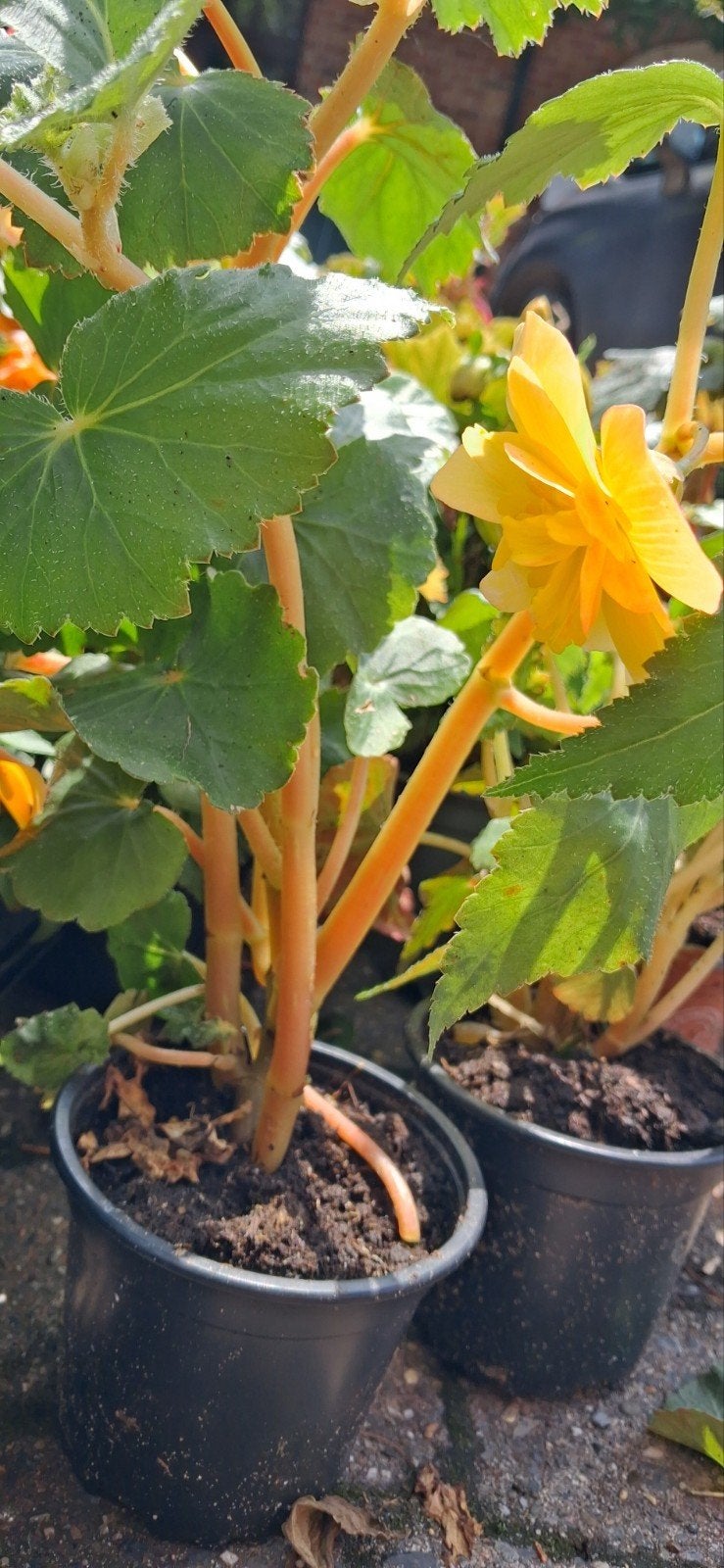 Hangbegonia's, Ophalen